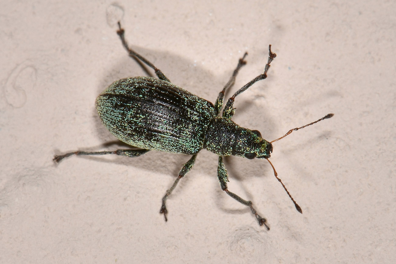 Curculionidae: Phyllobius sp?  No, Polydrusus cervinus, femmina